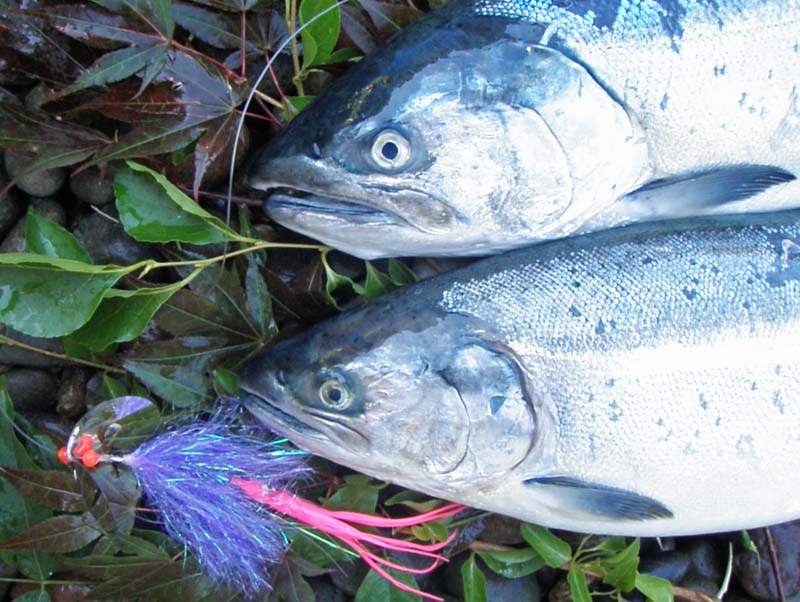 07-31-09 Martin's Nightmare coho limit.jpg